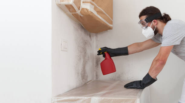 Basement Mold Remediation treatment on basement walls in Rockford