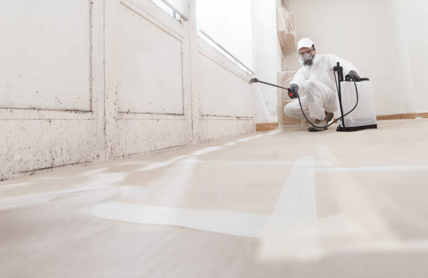 Black mold remediation team in Rockford